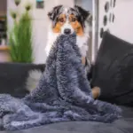 Dog_Blanket_-_CuddleBlanket_-_Premium_-_Stress-Reducing_Comfort_-_-_tag1_-4201439 Dog Blanket CuddleBlanket Premium Stress Reducing Comfort tag1