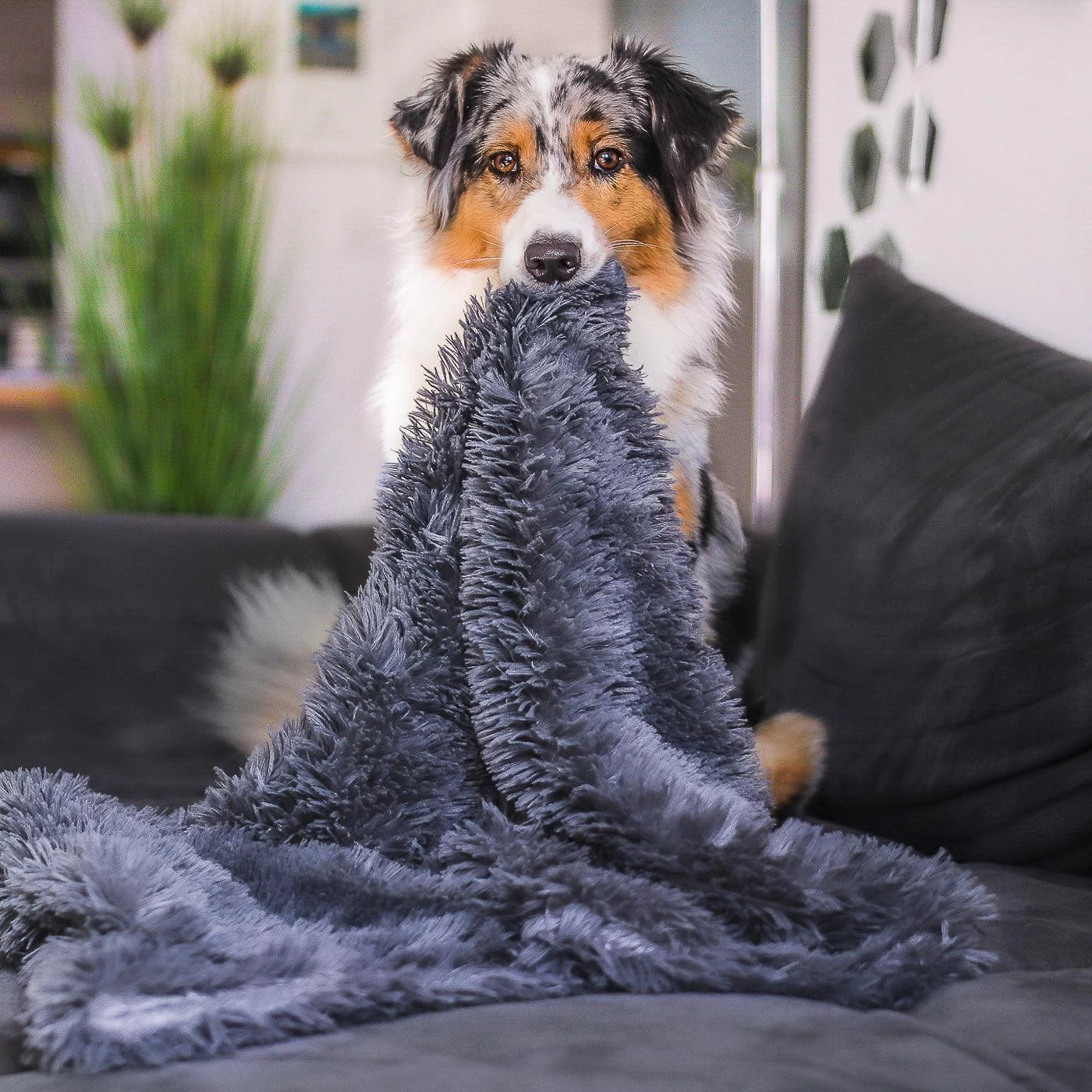 Dog Blanket - CuddleBlanket - Premium - Stress-Reducing Comfort -  - #tag1#