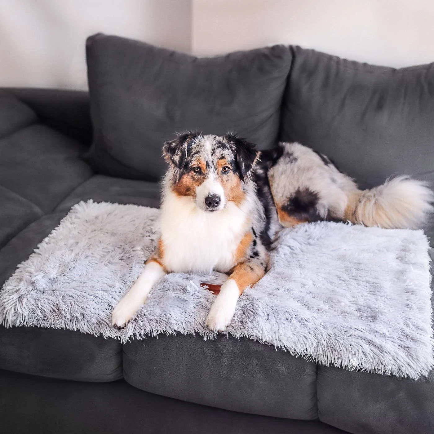 Dog Blanket - CuddleBlanket - Premium - Stress-Reducing Comfort -  - #tag1#