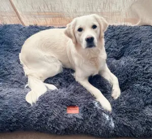 Dog Mat - CozyPaws - Winter Warm - Comfortable Bed