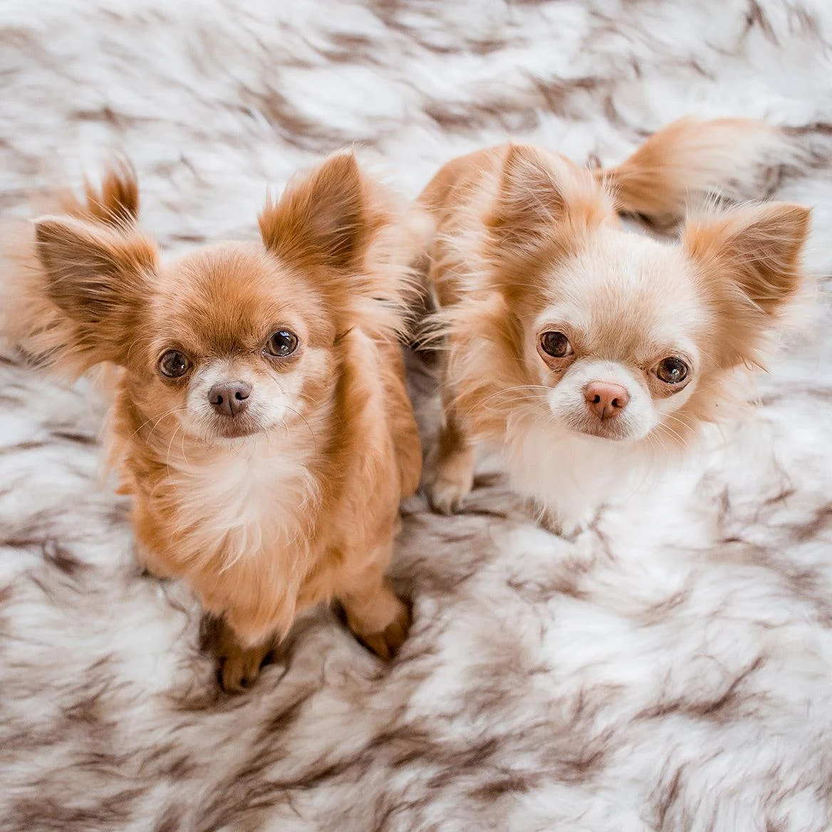 Dog bed - OrthoBed - Orthopedic - Joint protection -  - #tag1#
