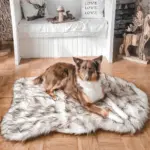 Dog_bed_-_OrthoBed_-_Orthopedic_-_Joint_protection_-_-_tag1_-4201396 Dog bed OrthoBed Orthopedic Joint protection tag1