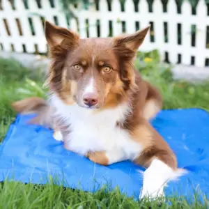 Dog mat - CoolMat - Cooling - Overheating Lighting