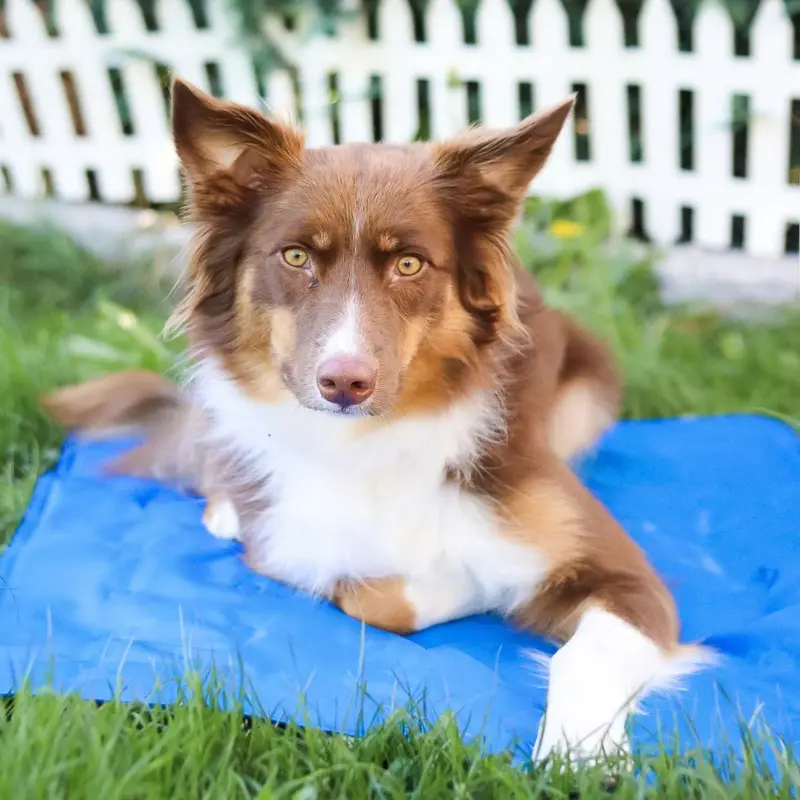 Dog mat CoolMat Cooling Overheating Lighting tag1