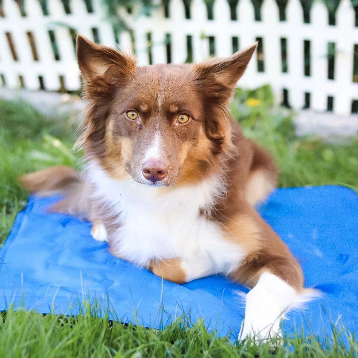Dog mat - CoolMat - Cooling - Overheating Lighting -  - #tag1#