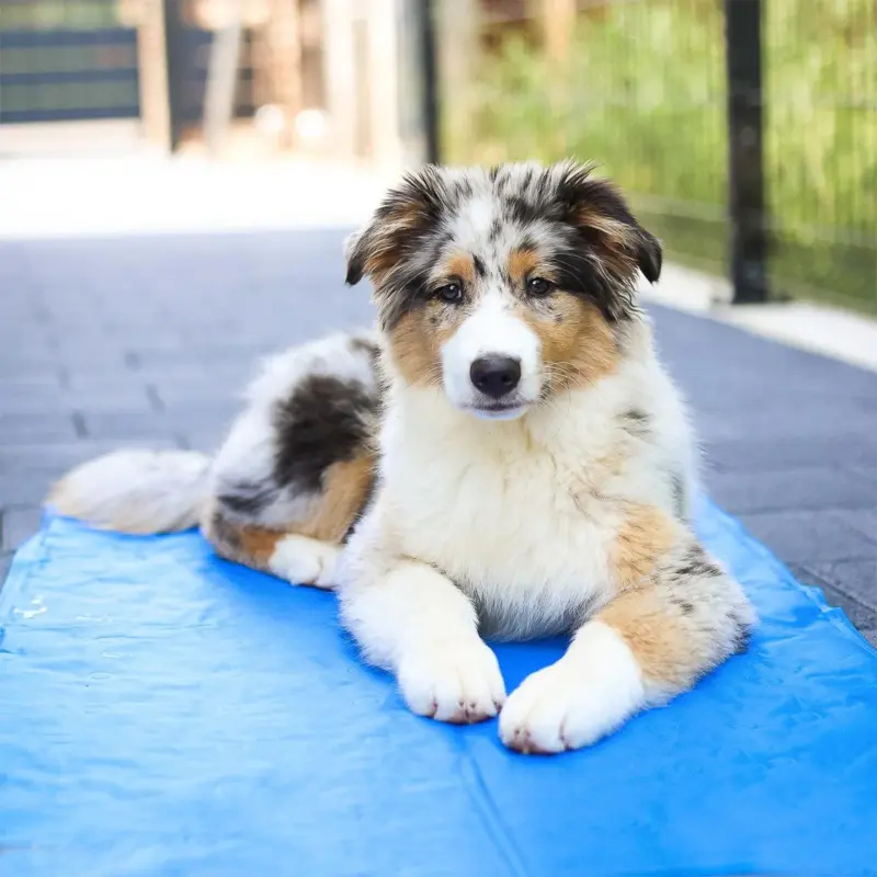 Dog mat CoolMat Cooling Overheating Lighting tag1