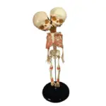 Double headed Infant Bone Model For Halloween tag1