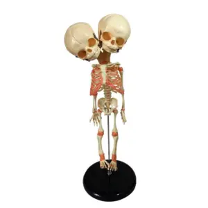 Double-headed Infant Bone Model For Halloween