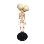 Double headed Infant Bone Model For Halloween tag1