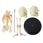 Double headed Infant Bone Model For Halloween tag1