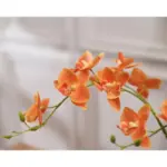Dove_Ceramic_Vase_with_Orchid_-_-4180223 Dove Ceramic Vase with Orchid