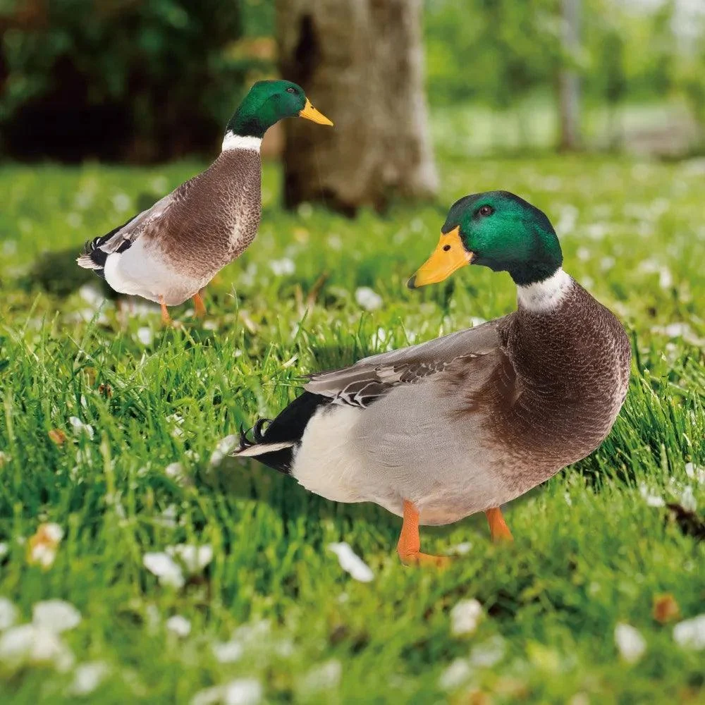 Duck sculpture | Lifelike duck for the garden -  - #tag1#
