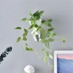 Evadnesa Vases