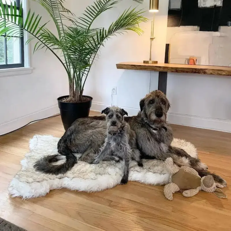 Faux Fur Dog Bed tag1