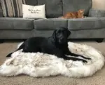 Faux Fur Dog Bed tag1