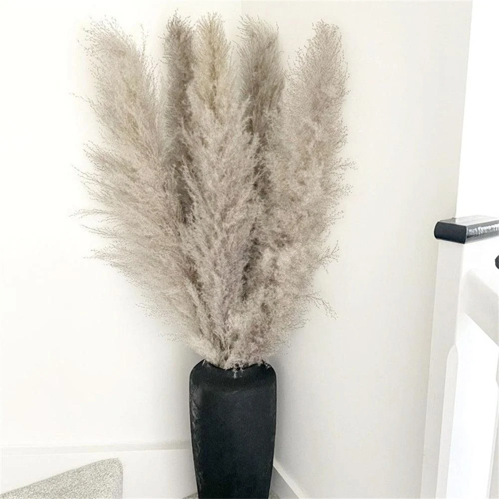 FeatherFawn - Dried Pampas Flowers -  - #tag1#