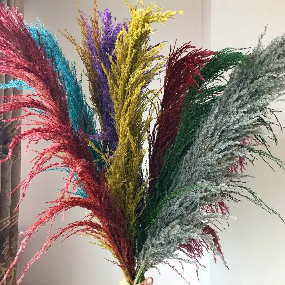 FeatherFawn - Dried Pampas Flowers -  - #tag1#