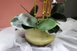 Flora Faux Orchid with Vase
