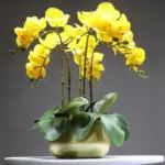 Flora Faux Orchid with Vase