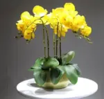 Flora Faux Orchid with Vase