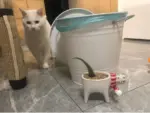 Frisky Kitty Ceramic Pot