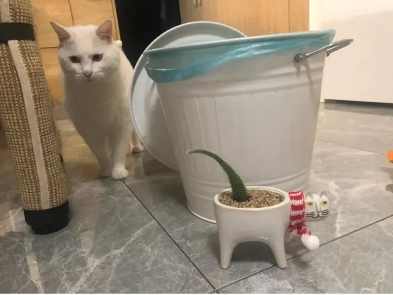 Frisky Kitty Ceramic Pot