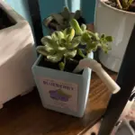 Fruit Juice Cardboard Planter tag1