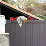 Funny Resting Rooster Nice garden decoration tag1