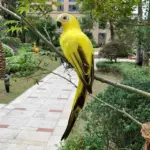 Garden decoration ParrotGlow Exotic Parrot Vibrant Accents tag1