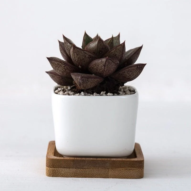 Geometric Succulent Planter (2pc) -