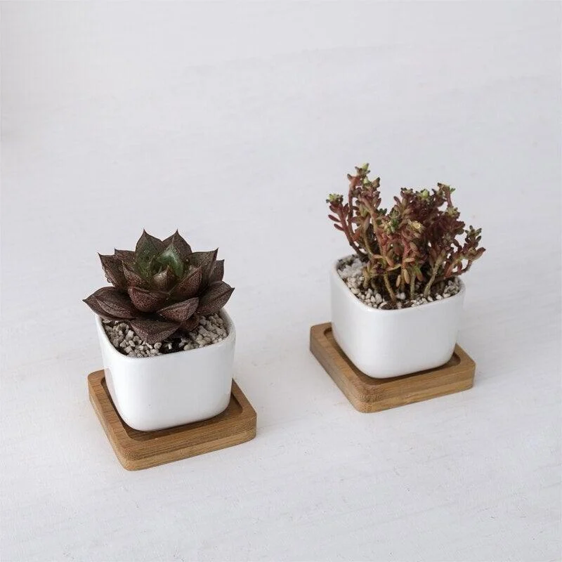 Geometric Succulent Planter (2pc) -