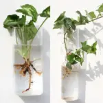 Geometric Wall Planters