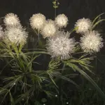GlowSeed dandelion lawn light for outdoor use