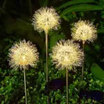 GlowSeed dandelion lawn light for outdoor use