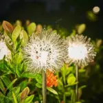 GlowSeed dandelion lawn light for outdoor use