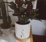 Golden Marble Pattern Succulents Pot Plant Pot With Tray Ceramic Cylindrical Shape Flower Pot Home Christmas 7bdb447e 1a92 4dc7 98c5 a1a627659dbb