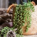 GreenDecorativeSucculentPlants-Homeko1 GreenDecorativeSucculentPlants Homeko1