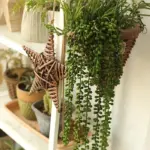 GreenDecorativeSucculentPlants-Homeko2 GreenDecorativeSucculentPlants Homeko2