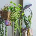 GreenDecorativeSucculentPlants-Homeko3 GreenDecorativeSucculentPlants Homeko3