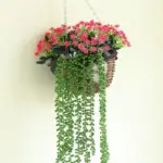 GreenDecorativeSucculentPlants-Homeko4 GreenDecorativeSucculentPlants Homeko4