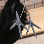 Halloween_Black_Crow_Model_Simulation_Fake_Bird_Animal_Scary_Toys_For_Halloween_Party_Home_Decoration_Horror_Props_-_-_tag1_-4248570 Halloween Black Crow Model Simulation Fake Bird Animal Scary Toys For Halloween Party Home Decoration Horror Props tag1