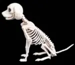 Halloween Decoration Artificial Animal Skeleton tag1