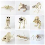 Halloween Decoration Artificial Animal Skeleton tag1