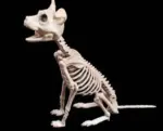 Halloween Decoration Artificial Animal Skeleton tag1