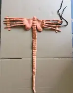 Halloween Face Worm Heterosexual Scorpion Mask tag1
