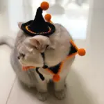 Halloween_Pet_Jewelry_Hat_Headgear_-_-_tag1_-4260806 Halloween Pet Jewelry Hat Headgear tag1