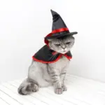 Halloween Warm Superman Pet Cloak tag1