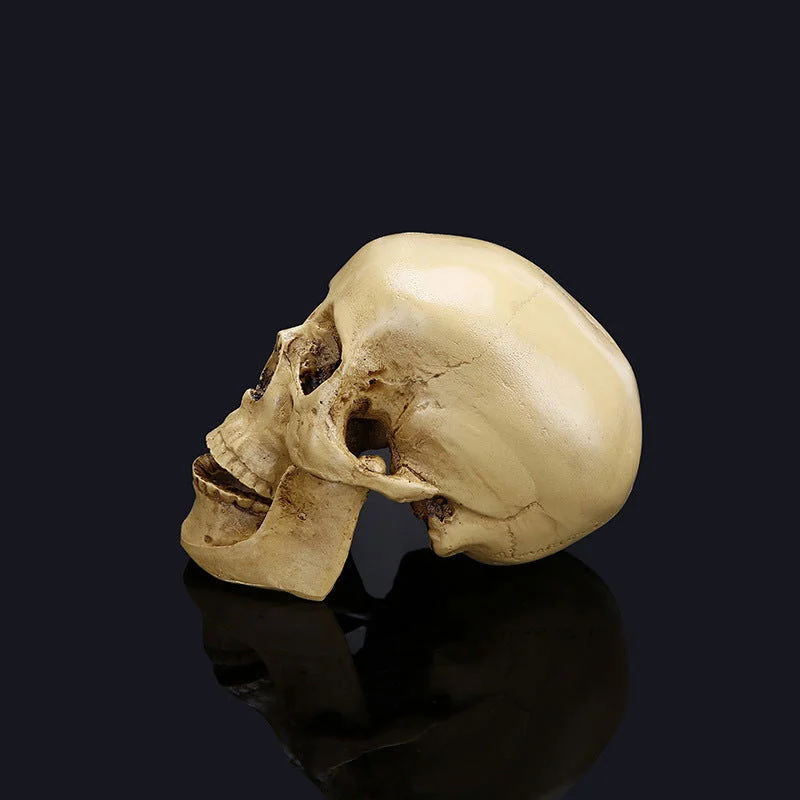 Halloween skull model -  - #tag1#