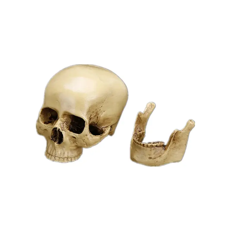 Halloween skull model tag1