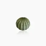 Hand Crafted Green Ceramic Cactus Sculpture